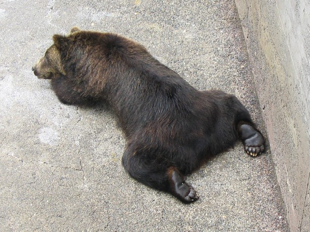 『科学家』为啥野熊吃了人就一定得杀掉？科学家警告：后果比我们想得还严重