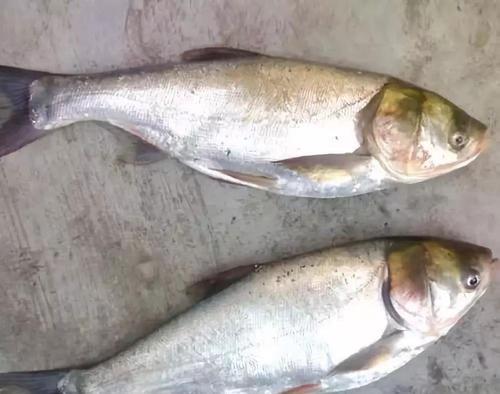 「」我国公认“最难吃”的6种鱼，如果你全都吃过，就请收下我的膝盖
