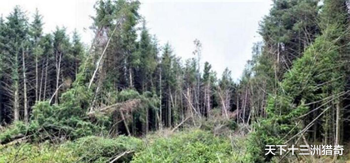 UFO|UFO坠毁现场？英男子遇大片倒下树木，与5月13日巴西UFO事件相似