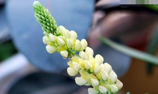 处女座|7月开始存款增加,事业高歌猛进,日子家宅兴旺的四个生肖