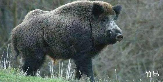 「毒蛇」毒蛇能咬死大象,却害怕“好吃懒做”的猪,这是为何?