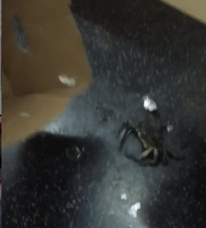 InsDaily|纽约地铁禁止带狗，但允许沙雕进入，于是奇怪的事情发生了……