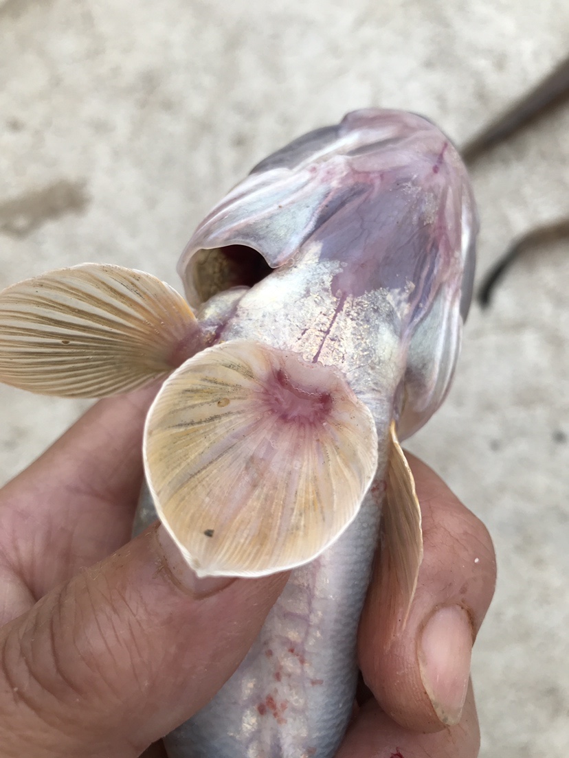 |海边作钓楞蹦鱼，钓获不知名鱼种，放流归家