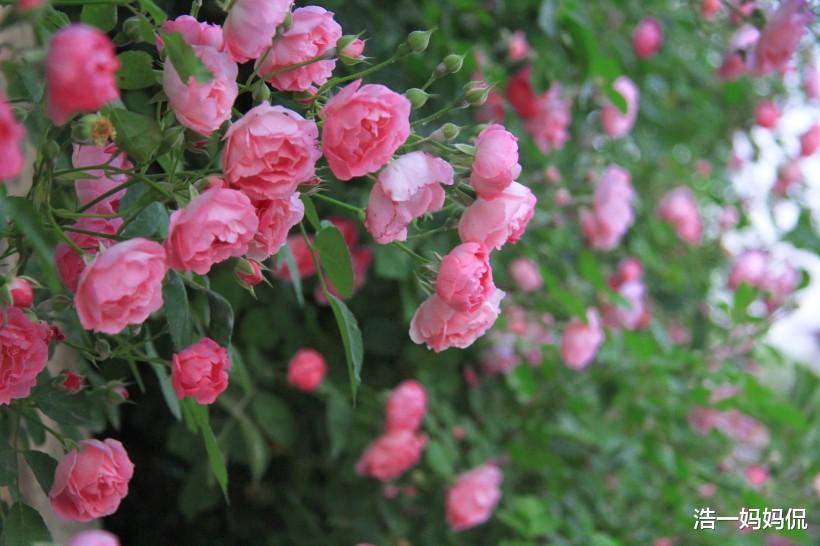 「生肖」3生肖你的福气来了，6月下旬有”大囍“迎来运势上吉，快来接“财”