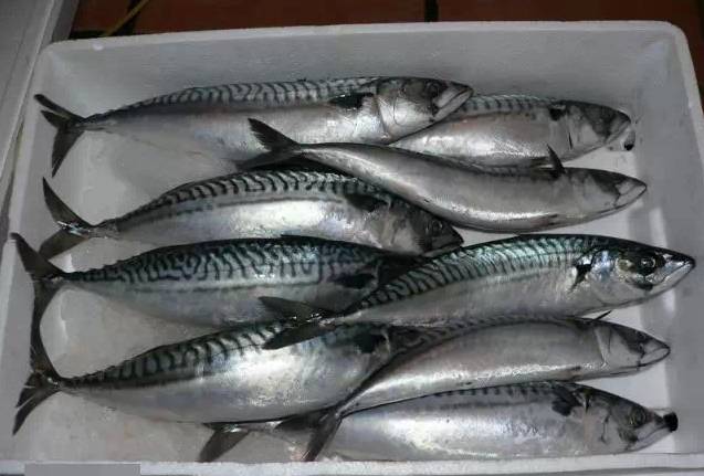 鱿鱼|开海了！这84种海鲜，你都认识吗？