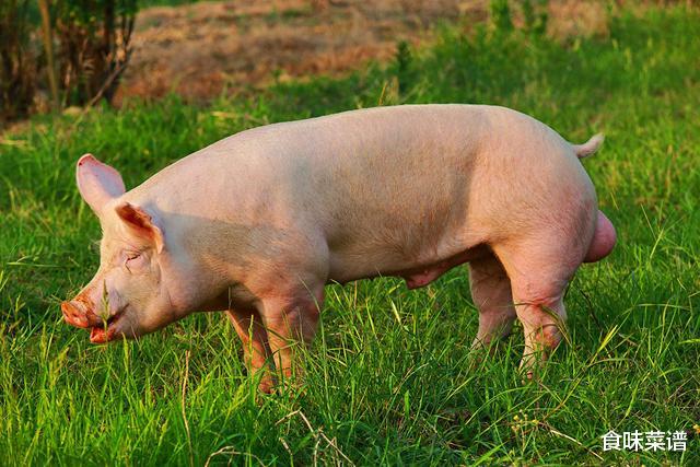 猪肉|猪身上有一块肉,叫做“槽头肉”,买时擦亮双眼,肉贩自己都不吃
