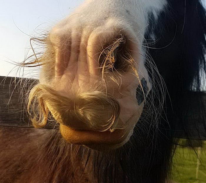 |19张近景特写,记录不同的动物,这也许是我们从见过的另一方面。