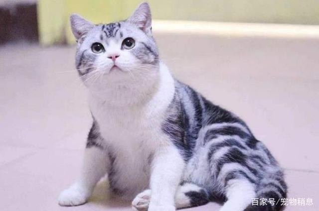 猫窝被霸占，猫咪委屈脸找铲屎官求救：你还不管管吗？