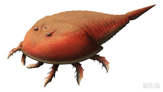 为什么有些生物成了活化石?它们不能继续进化吗?