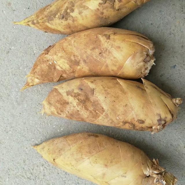 宁波|宁波市黄泥拱毛笋高产栽培技术