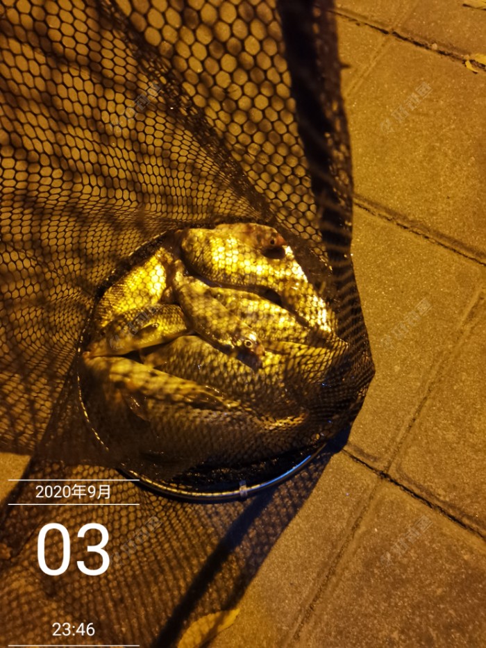 鲫鱼|夜钓闲话长短竿 满水钓近胜钓远