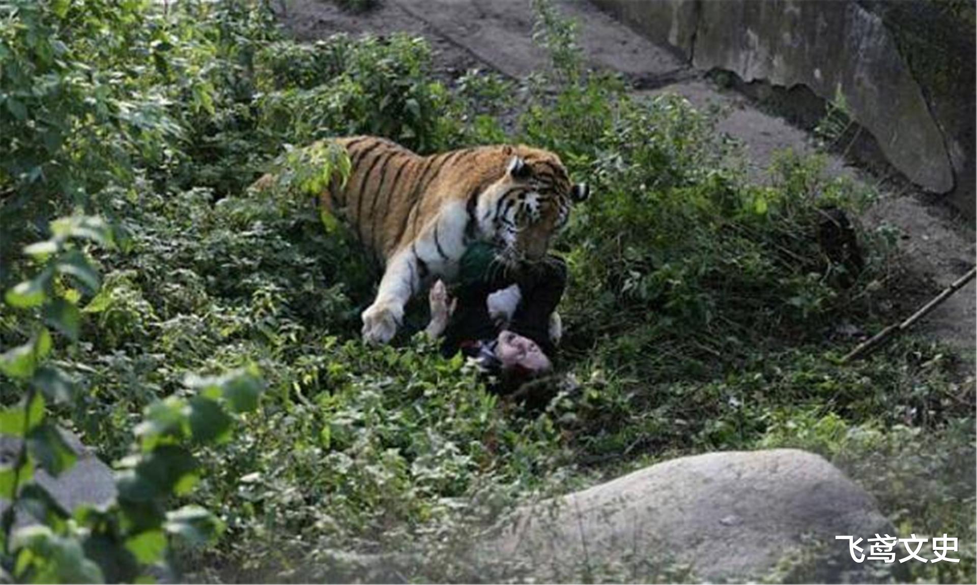 老虎|老虎吃人后，为何一定要击毙？血的教训证明，留下它们后患无穷