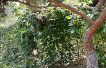 人与人|请茶小院开门了，来玩吧