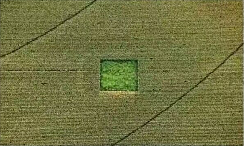 显微镜|26个神奇的现象,显微镜下蚂蚁的脸让人瑟瑟发抖!