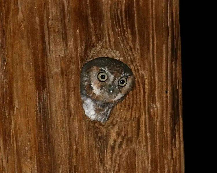 「蜘蛛」世界最有礼貌的动物，以毒蝎蜘蛛为食，寄人篱下却按时交租！