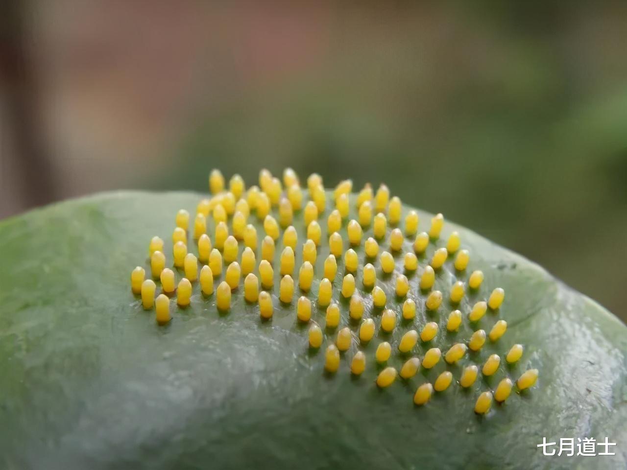 蝴蝶|蝴蝶绚丽的外表下，有一段不堪回首的过去，那些年被毛毛虫支配的恐惧