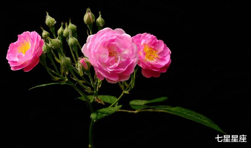 『运势』6月30号，3大属相惹不起，运势顺遂，吉星高照，数钱数到手软