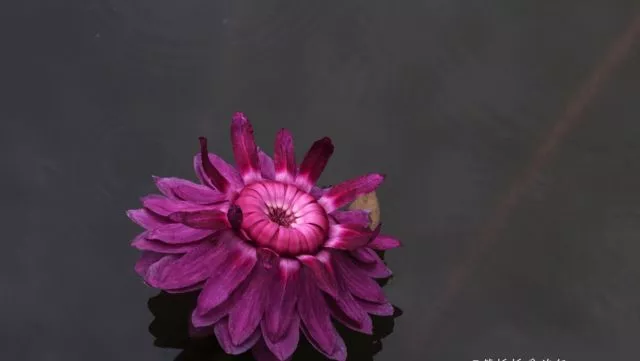 [西双版纳]一叶王莲做轻舟！云南西双版纳王莲竟可以托起傣族成年美女（图）