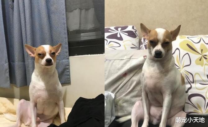 路人被大只吉娃娃吓坏：混到比特犬？爸爸揭它真实体重