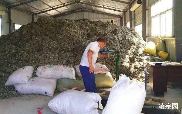 『』今年闰四月，艾叶什么时候收割最好？怎样晒干？有什么好处？