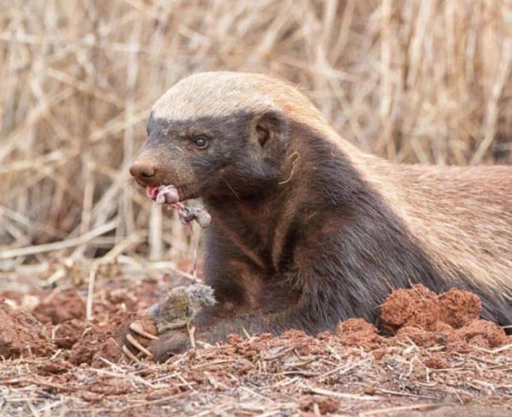 [蜜蜂]报复心最强的4种生物，其中一种即使掉了脑袋，也要把人咬垮