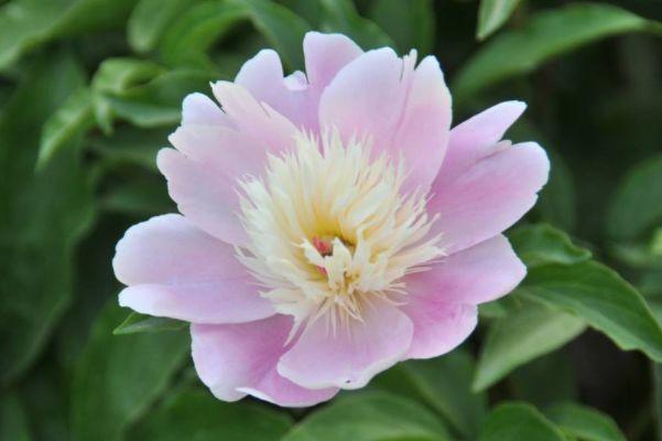 生肖|下周一这4大生肖,求财得财、求势得势,接住开大奔住别墅!