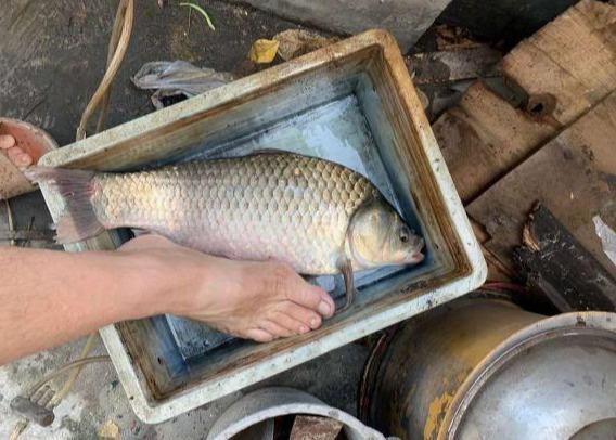 珠江|广州钓鱼人珠江钓获“鲫鱼王”，重6斤，却不能吃？