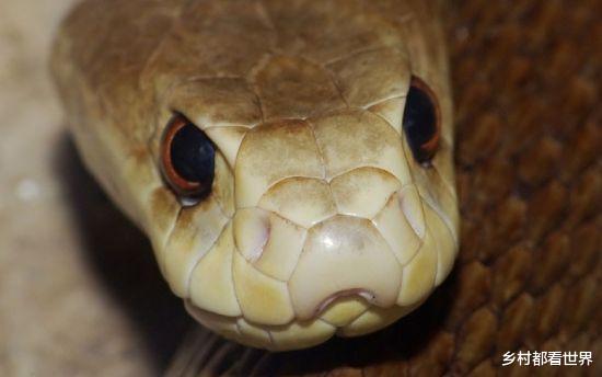 澳大利亚|为什么全世界最具有毒性的毒蛇,都生活在澳大利亚?