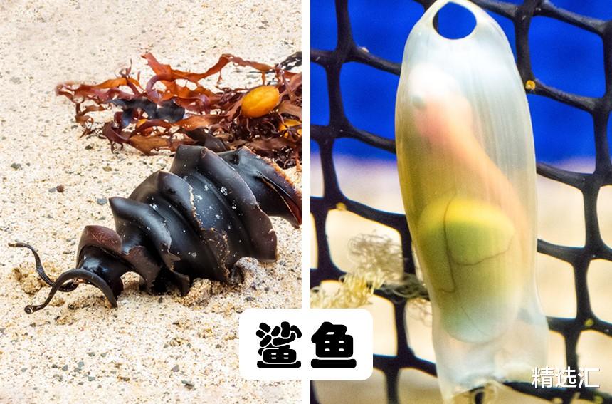 鸸鹋▲10种动物所产的蛋或卵：形状各异，神奇与怪异并存