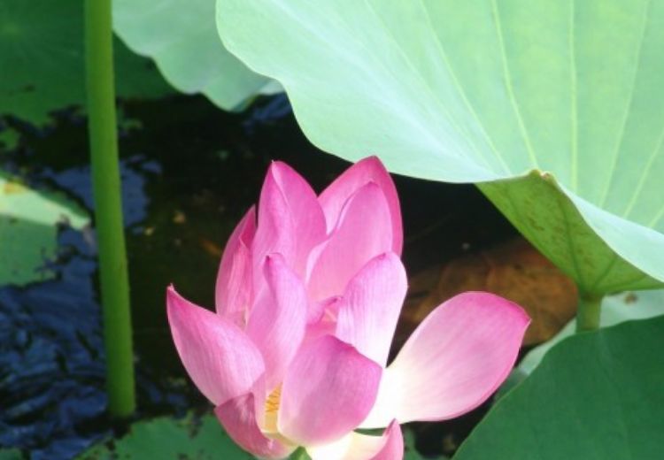 天蝎座|十一月上旬开始,运势上涨,鸿运当头,贵人助力的生肖