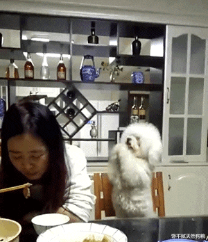 狗狗“讨厌”的六件事，再犯，你们的关系就到头了！