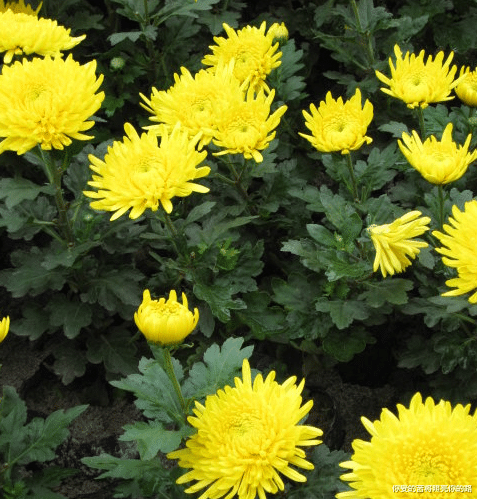 吉星|步入8月,4属相吉星照耀,事业顺喜进门,招财添贵旺家业