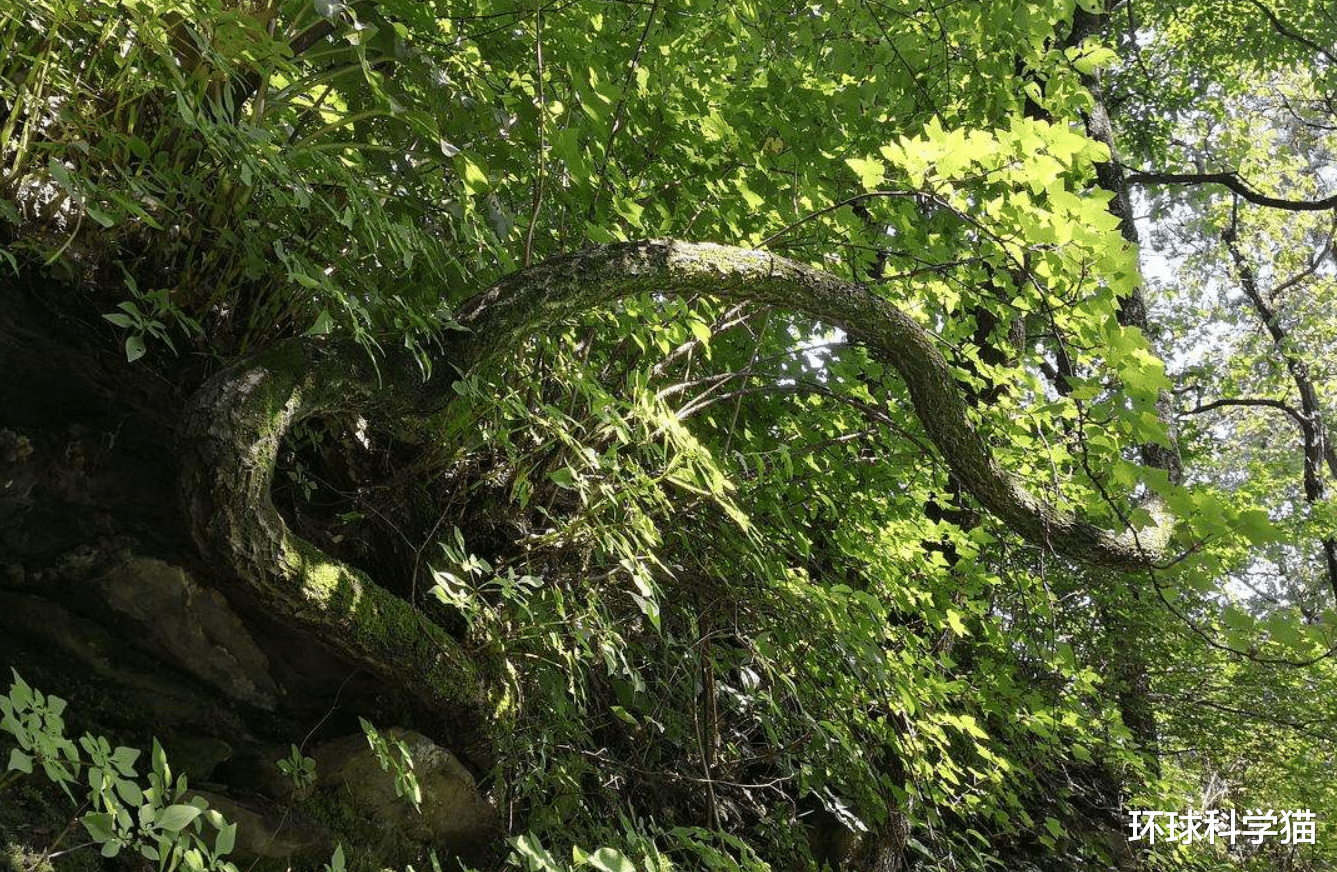 蟒蛇|巨蟒的天敌是什么，一般寿命有多长？遇到了怎么办？