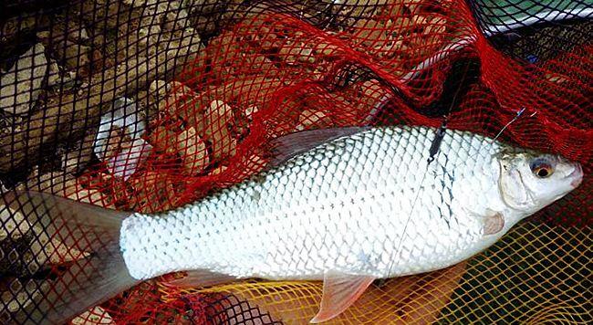 【】为什么越来越多人垂钓土鲮喜欢用短子线？这些原因你知道吗？