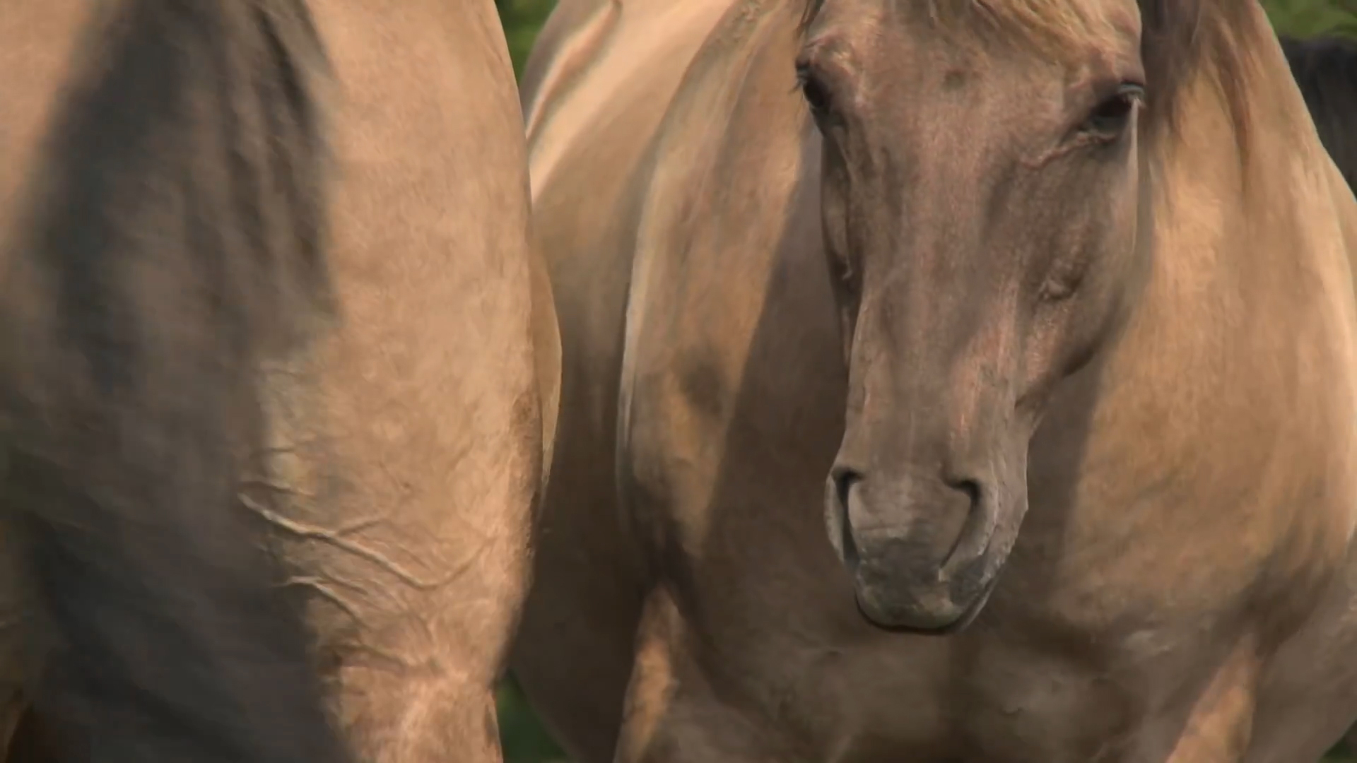 「白羊座」三大生肖人，成功虽然来得较晚，但只要坚持不懈，铁柱都能磨成针
