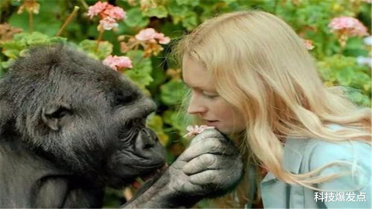 科学家|前苏联曾找到5名女志愿者，为证明人与猩猩的关系，结果怎么样了？