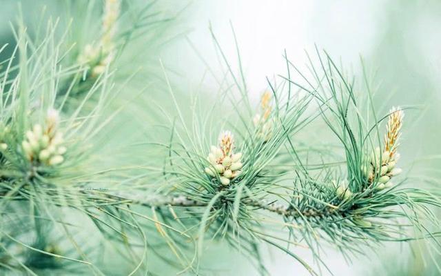 #天蝎座#个性很强的星座,跟大众不一样,与众不同!