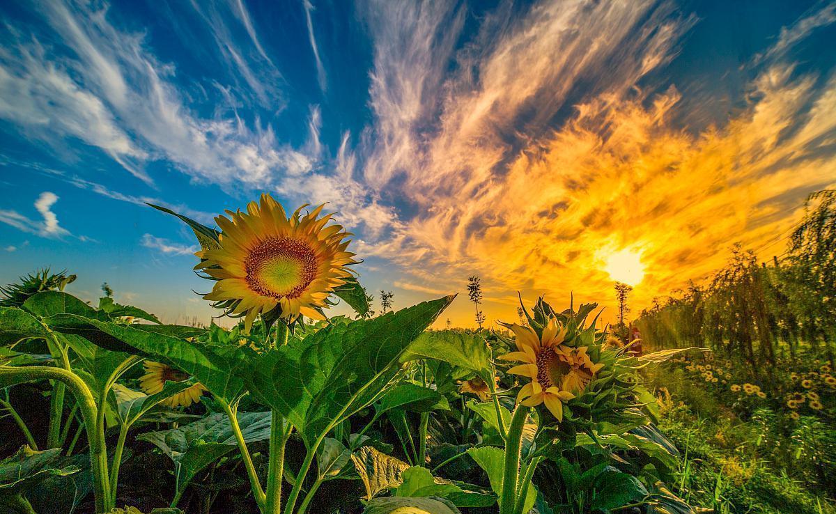 巨蟹座|天生聪明、运筹帷幄，最容易发财致富的三大星座