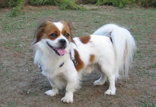 「属狗」属狗人，有“喜事三桩”定会圆了你10年的心愿