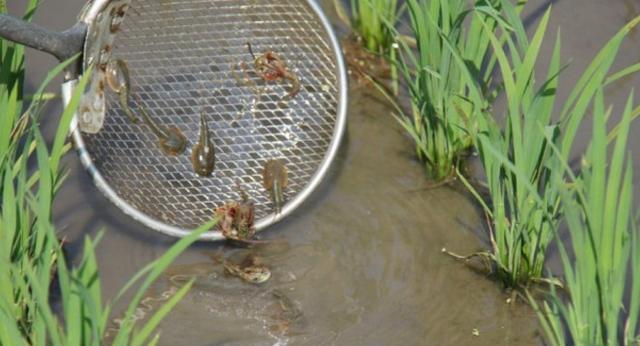 生物考古:存活了近3亿年的生物,熬过三次世纪大灭绝,如今却被人用来喂鸡