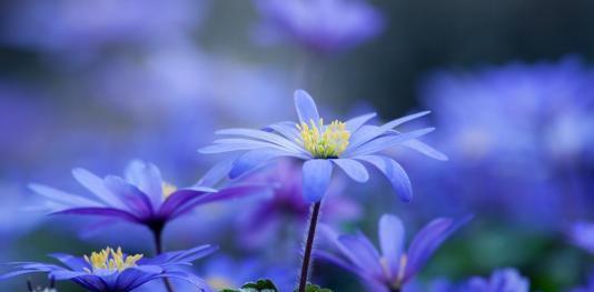 天蝎座|十月上旬，收获满满，痴心思念，终得眷属，甜甜蜜蜜，白头偕老