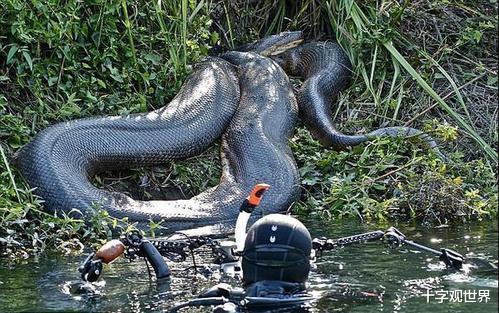 |地球史上十大巨蛇，凶猛而又危险
