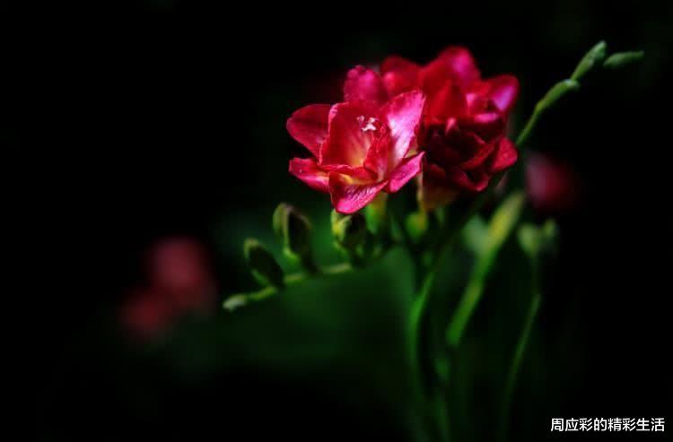 运势|9月开始横财发,贵人入运,想啥就来啥的四大属相