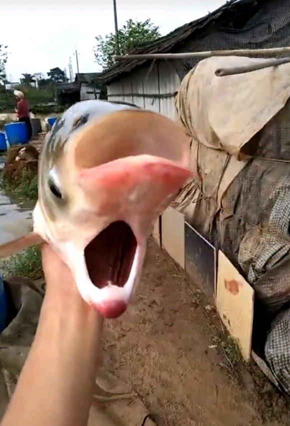 【】最近热传的“双头鱼”，是变异形成的吗？