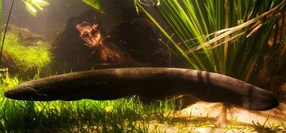 电鳗|亚马逊河横着走的顶级杀手，食人鱼躲着走，鳄鱼只能选择同归于尽