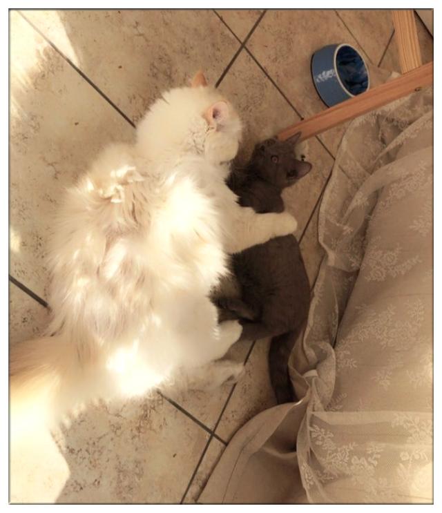 朋友将猫咪寄养在网友家，和网友家的猫咪疯狂秀恩爱，狂虐网友