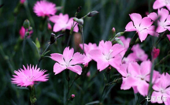 生肖|这三个生肖将会偏财运旺盛，特别容易去获得大奖青睐