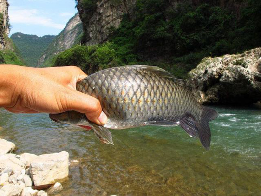 |在水流很急的地方怎么钓鱼?三种应对方式,不愁钓不到鱼