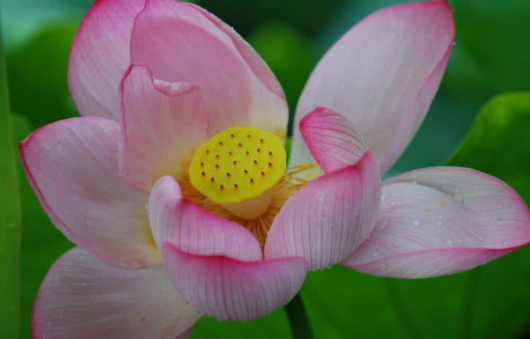 生肖▲6月下旬开始求财顺利,事业风生水起,日子红火的4大生肖