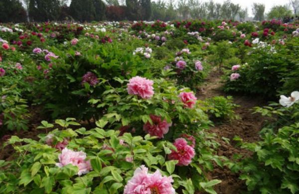 生肖@脾气比驴还犟的三种生肖女，却很旺夫，深受丈夫宠爱